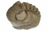 Wide, Enrolled Eldredgeops Trilobite Fossil - Ohio #191123-2